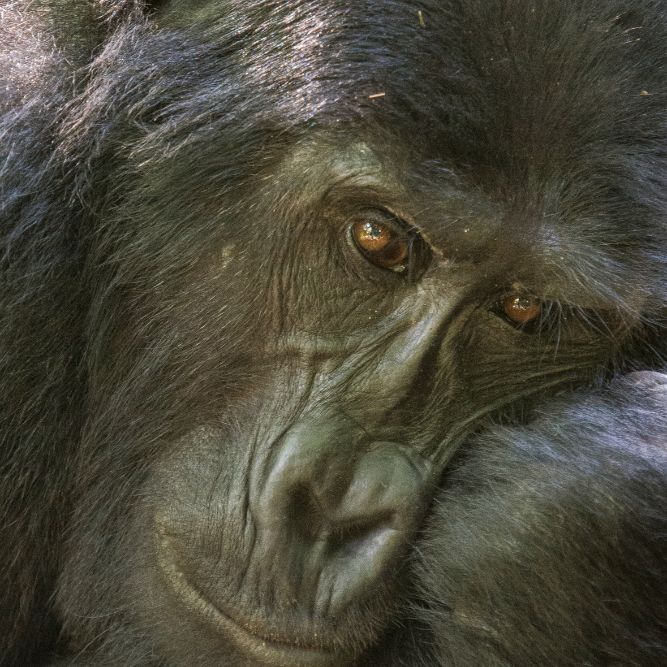 uganda viaggio di gruppo gorilla