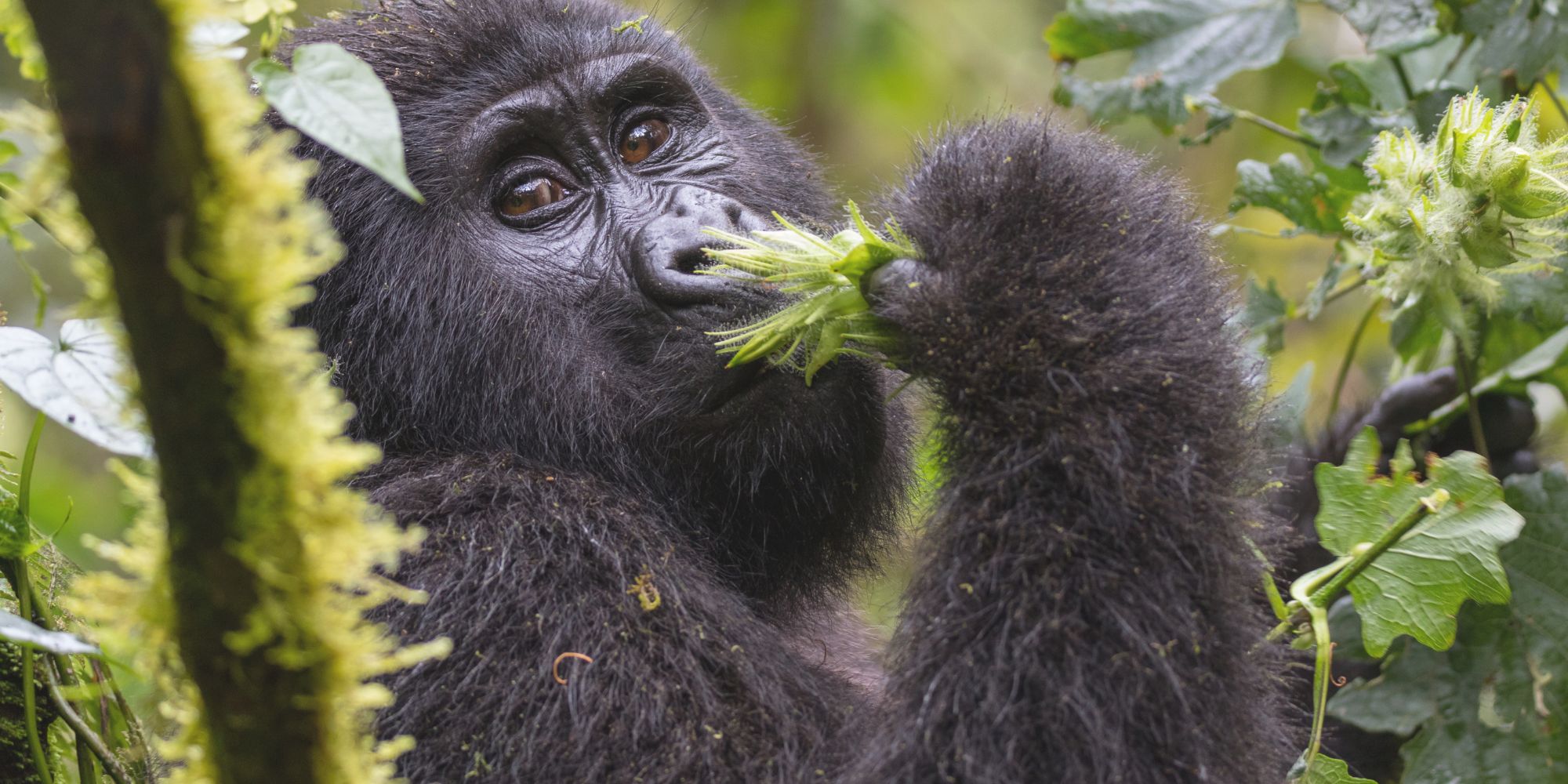 uganda viaggio di gruppo gorilla CGTRAVEL