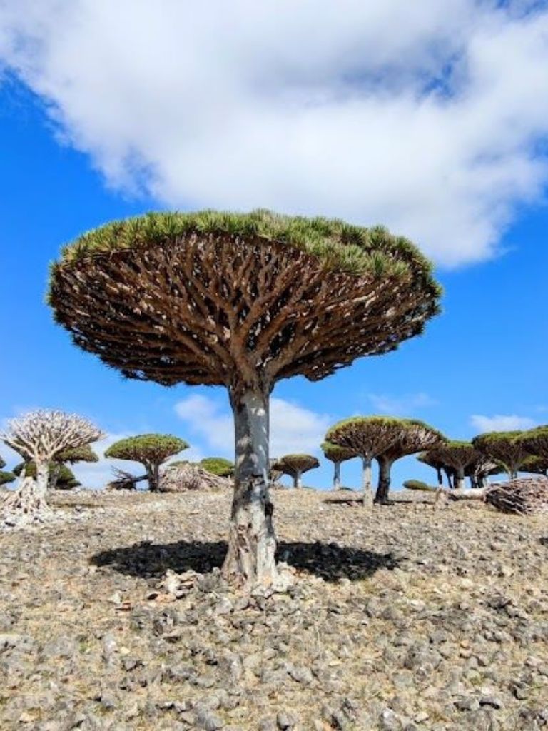 Socotra Yemen Guida Viaggio CGTravel Blog Agenzia Viaggi Firenze