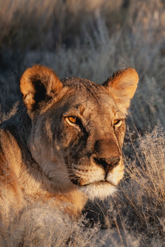 namibia viaggio cgtravel namibia viaggio cgtravel