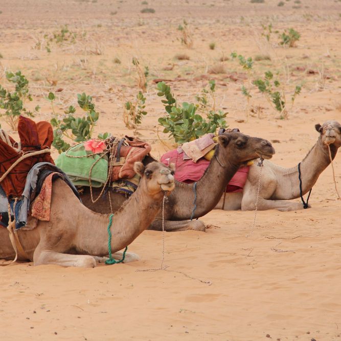 mauritania viaggi CGTravel TO Firenze via Tagliaferri 45 mauritania-viaggi-CGTravel-TO-Firenze-via-Tagliaferri-4