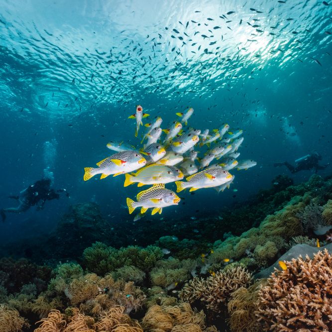 indonesia viaggi CGTravel TO Firenze via Tagliaferri 45 (8) indonesia viaggi CGTravel TO Firenze via Tagliaferri 45 (9)