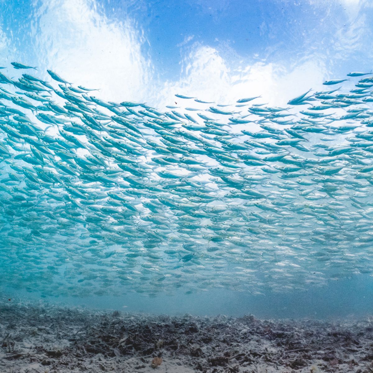 raja ampat viaggi cgtravel raja ampat viaggi cgtravel