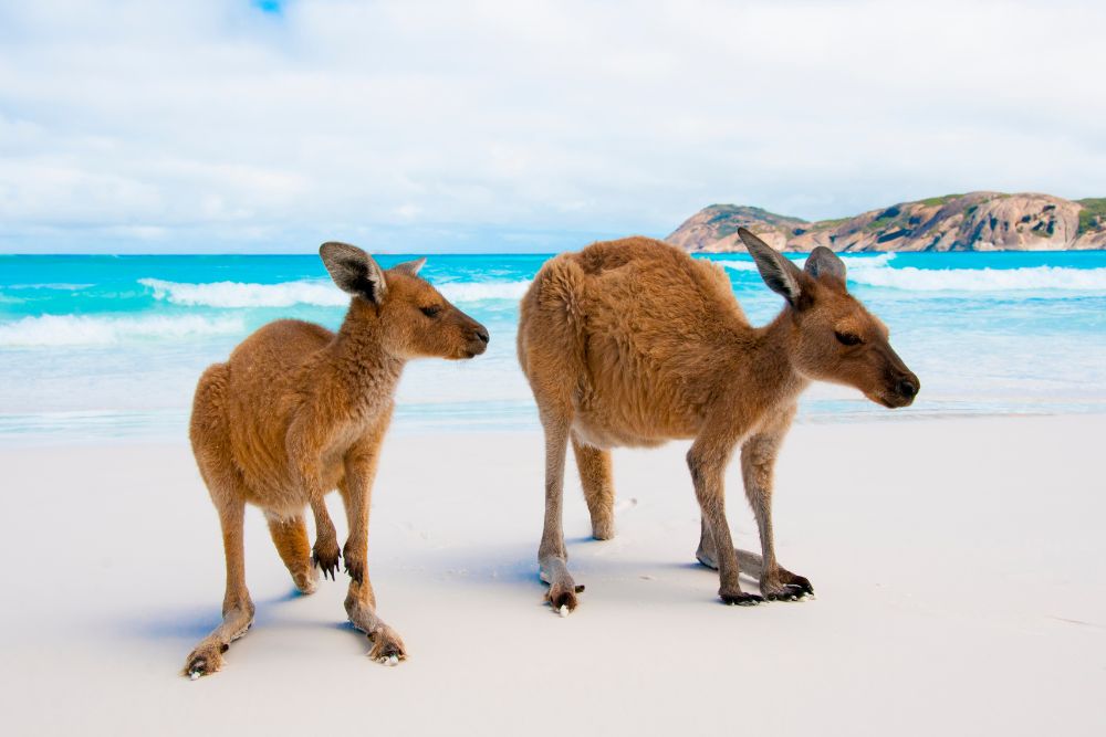 AUSTRALIA ESPERANCE VIAGGI CGTRAVEL GUIDA AUSTRALIA ESPERANCE VIAGGI CGTRAVEL GUIDA
