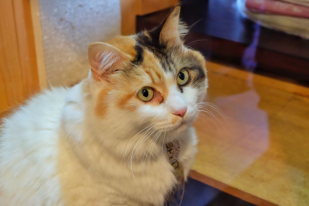 Giappone: 10 esperienze imperdibili per veri cat lover Giappone: 10 esperienze imperdibili per veri cat lover