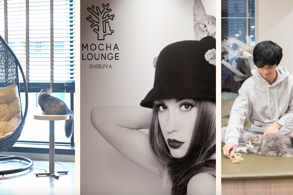 1Giappone: 10 esperienze imperdibili per veri cat lover Giappone: 10 esperienze imperdibili per veri cat lover