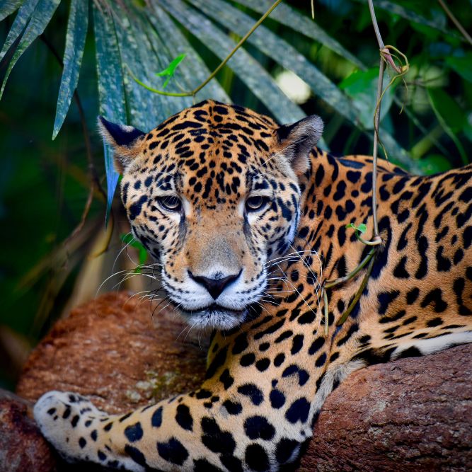 La Laguna, San Pedro La Laguna, Santiago Atitlán) – Panajachel – Chichicastenango – Antigua Guatemala – Flores – Tikal. Belize: Xunantunich – San Ignacio – Parco del Giaguaro – Placencia. tour di gruppo Guatemala & Belize CGTravel: villaggi maya, rovine archeologiche, giungle tropicali e spiagge caraibiche America Centrale tour di gruppo Guatemala & Belize CGTravel: villaggi maya, rovine archeologiche, giungle tropicali e spiagge caraibiche America Centrale