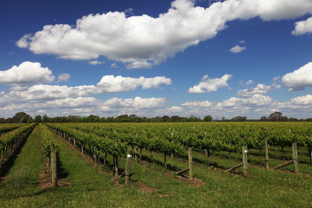 Australia great ocean road kangaroo island itinerario viaggio guida Australia great ocean road kangaroo island itinerario viaggio guida