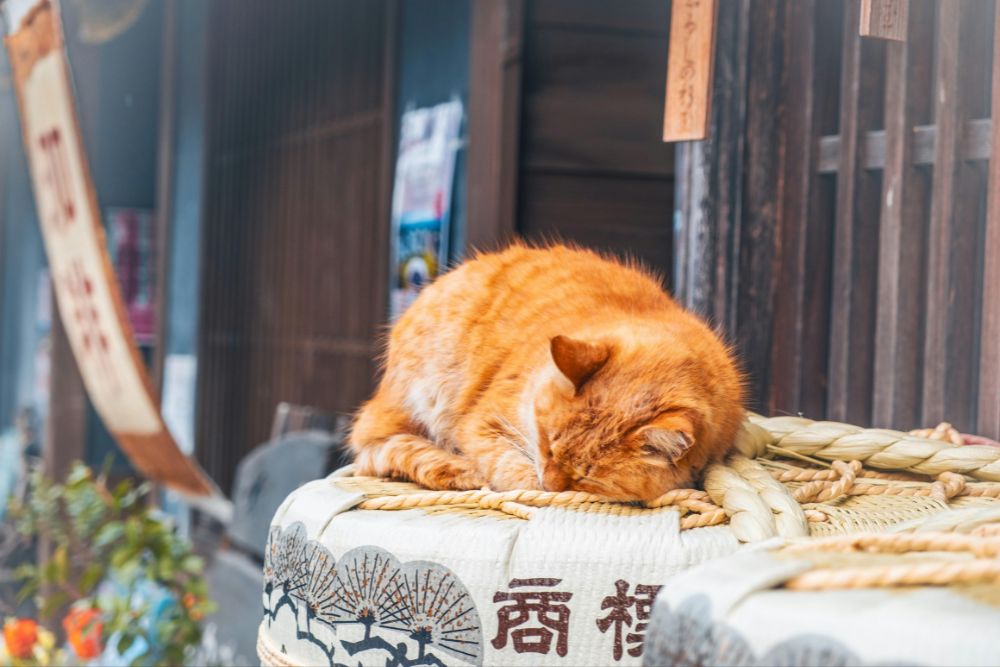 Giappone: 10 esperienze imperdibili per veri cat lover Giappone: 10 esperienze imperdibili per veri cat lover