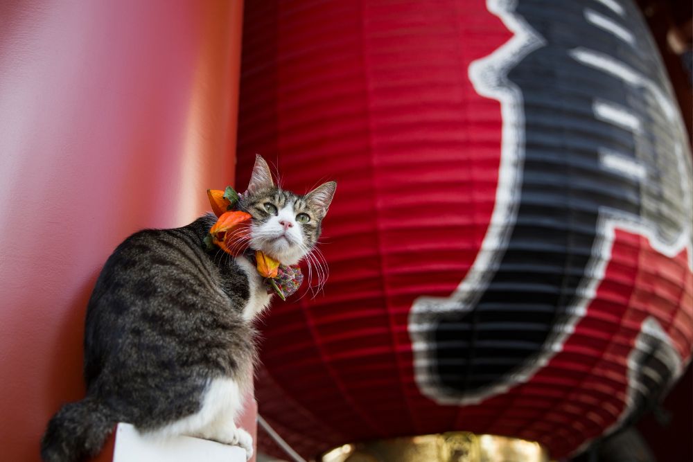 Giappone: 10 esperienze imperdibili per veri cat lover Giappone: 10 esperienze imperdibili per veri cat lover