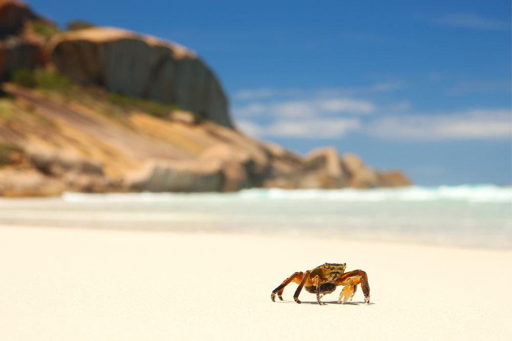 AUSTRALIA ESPERANCE VIAGGI CGTRAVEL GUIDA AUSTRALIA ESPERANCE VIAGGI CGTRAVEL GUIDA