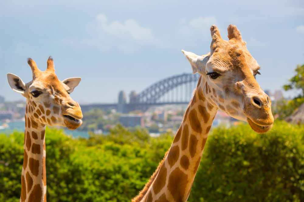 cgtravel sydney guida di viaggio cgtravel sydney guida di viaggio