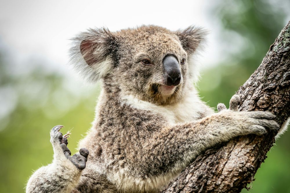 cgtravel sydney guida di viaggio cgtravel sydney guida di viaggio