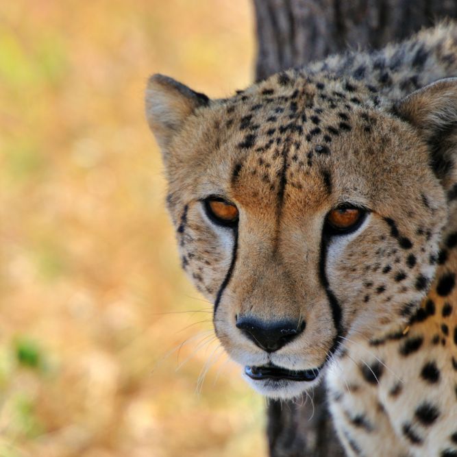 giro del mondo viaggio di nozze cgtravel giro del mondo viaggio di nozze cgtravel