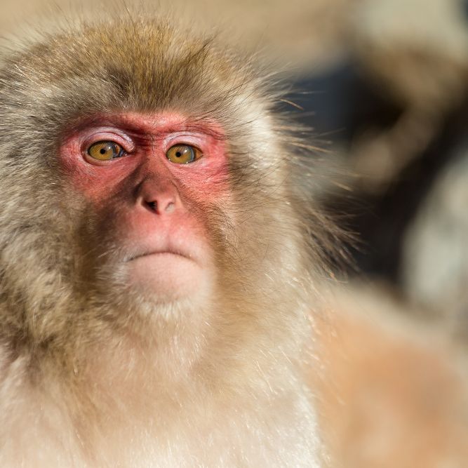 viaggi in giappone agenzia viaggi cgtravel in toscana