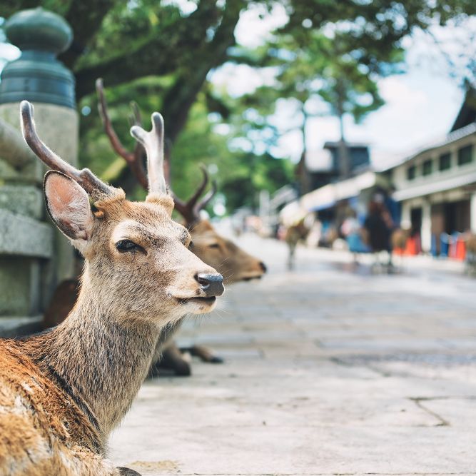 viaggi in giappone agenzia viaggi cgtravel in toscana