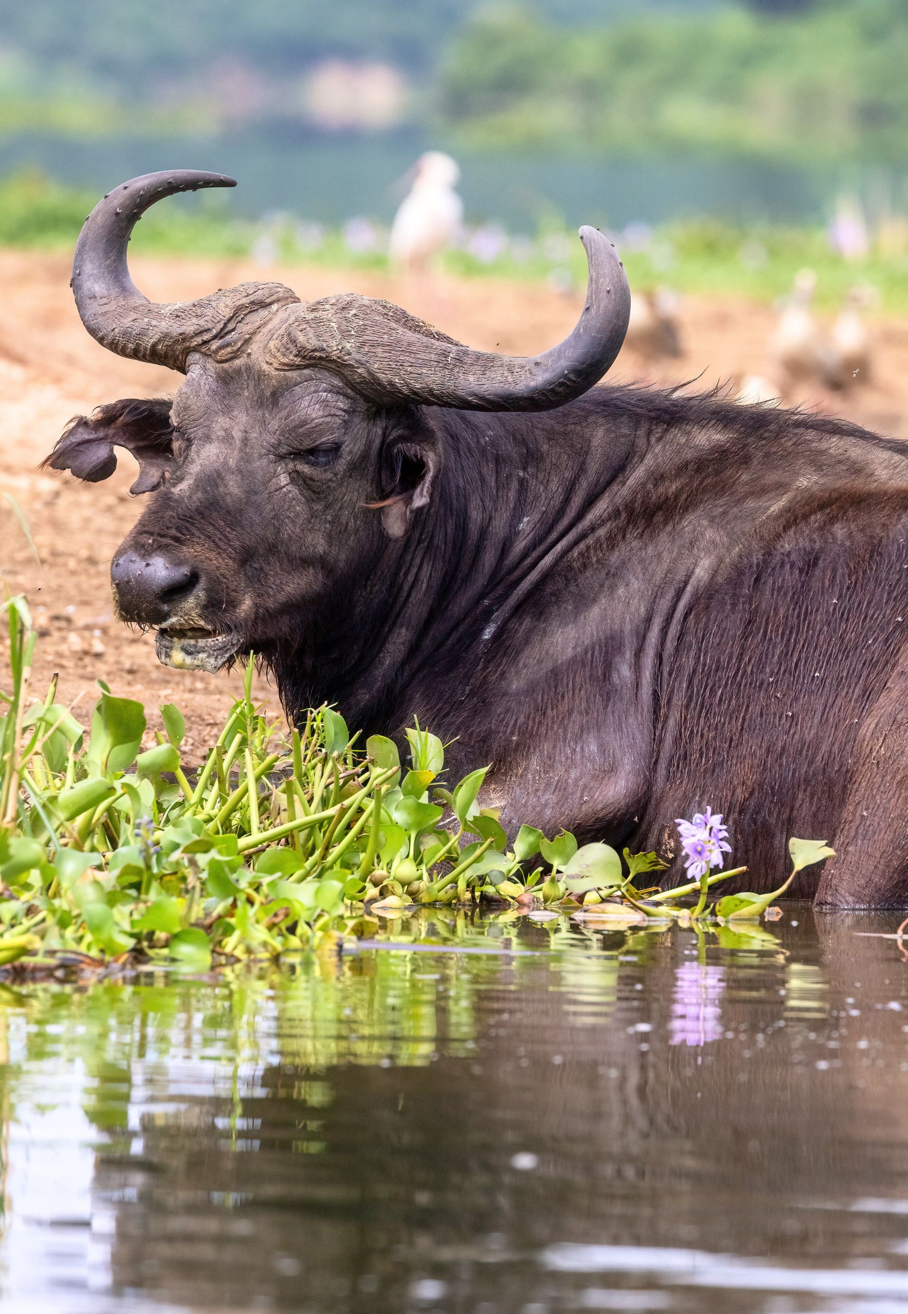 Ruanda gorilla di montagna Bwindi Uganda foresta pluviale gruppo viaggio CGTravel Uganda safari Ruanda gorilla di montagna Bwindi Uganda foresta pluviale gruppo viaggio CGTravel Uganda safari