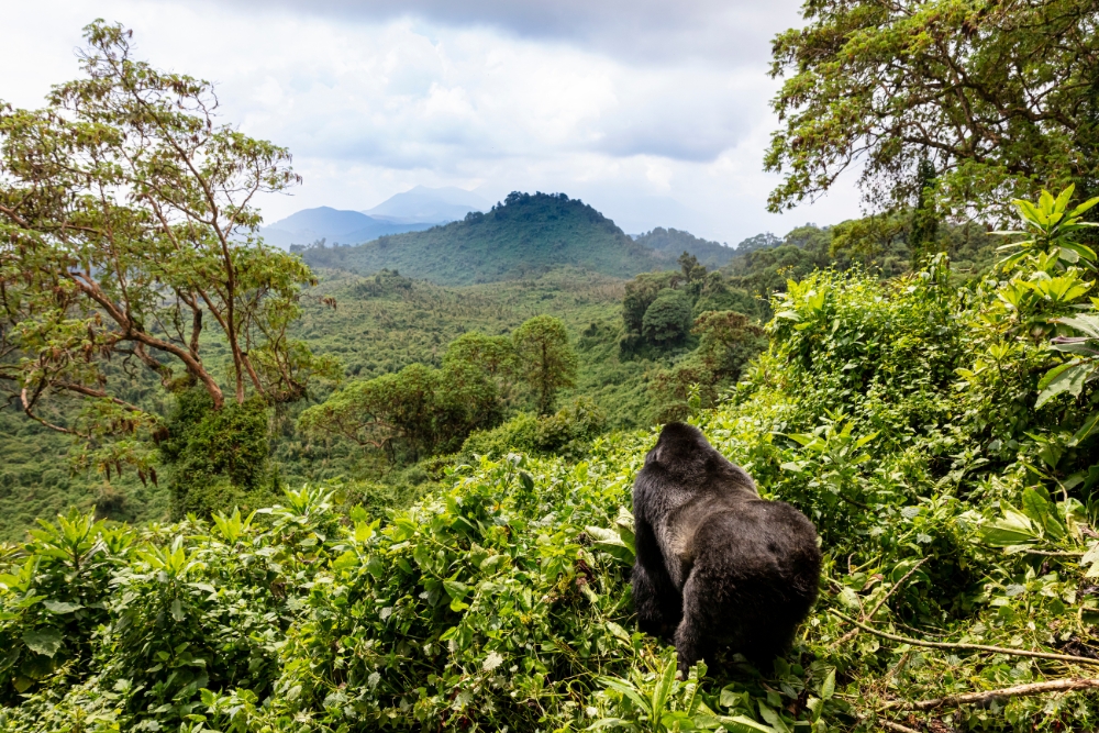 Ruanda gorilla di montagna Bwindi Uganda foresta pluviale gruppo viaggio CGTravel Uganda safari Ruanda gorilla di montagna Bwindi Uganda foresta pluviale gruppo viaggio CGTravel Uganda safari