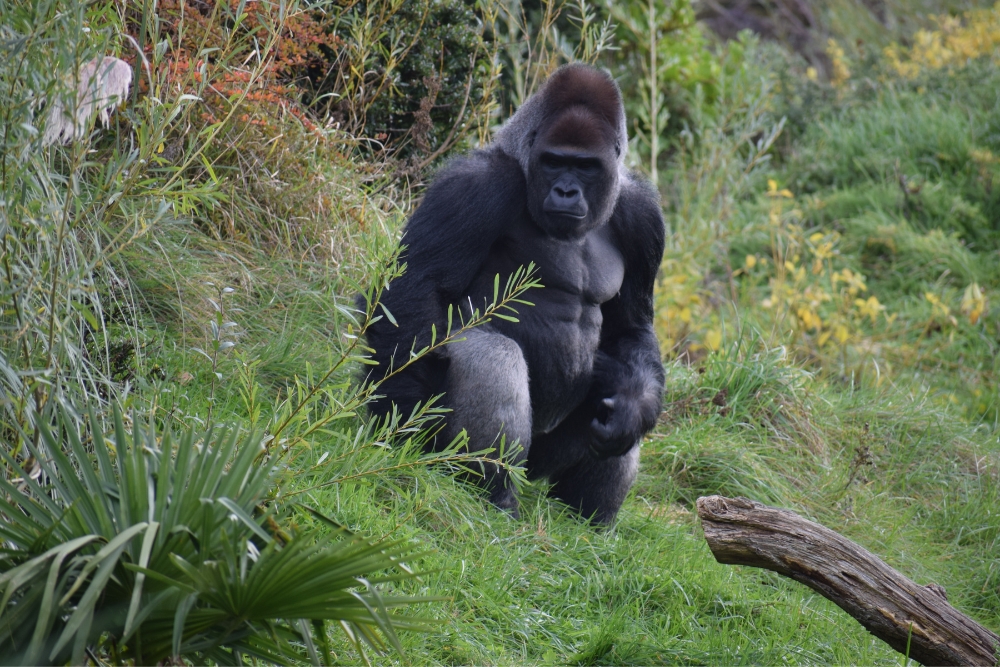Ruanda gorilla di montagna Bwindi Uganda foresta pluviale gruppo viaggio CGTravel Uganda safari Ruanda gorilla di montagna Bwindi Uganda foresta pluviale gruppo viaggio CGTravel Uganda safari