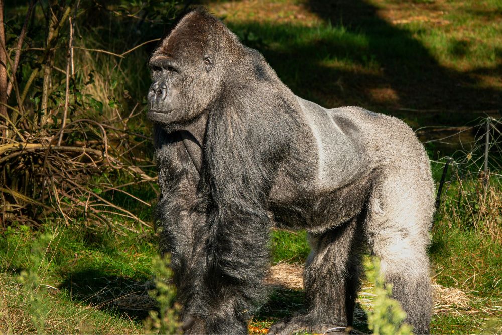 Ruanda gorilla di montagna Bwindi Uganda foresta pluviale gruppo viaggio CGTravel Uganda safari Ruanda gorilla di montagna Bwindi Uganda foresta pluviale gruppo viaggio CGTravel Uganda safari