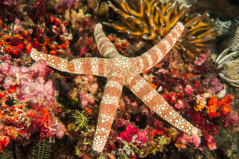 viaggi organizzati di gruppo FILIPPINE migliore agenzia viaggi organizzati di gruppo FILIPPINE migliore agenzia