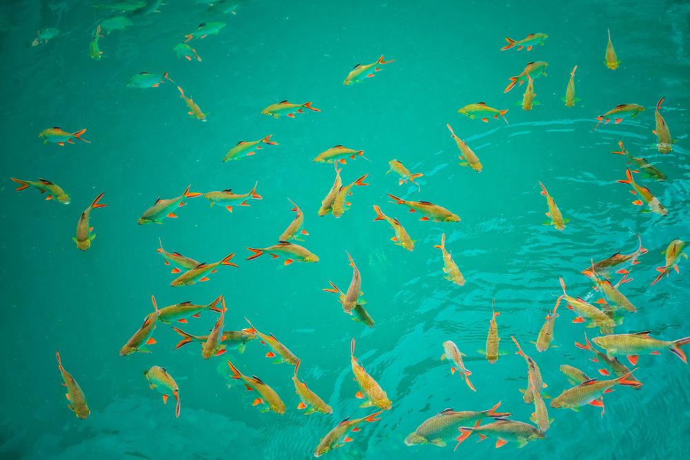 khao sok viaggi cgtravel thailandia khao sok viaggi cgtravel thailandia