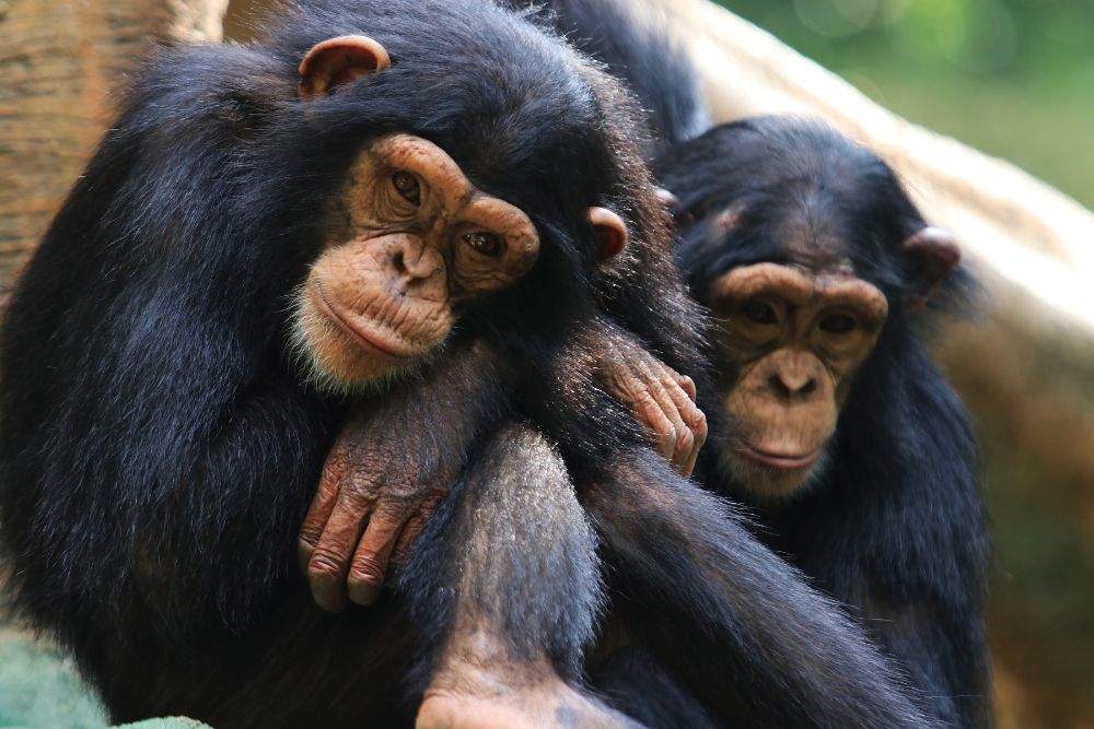 Ruanda gorilla di montagna Bwindi Uganda foresta pluviale gruppo viaggio CGTravel Uganda safari Ruanda gorilla di montagna Bwindi Uganda foresta pluviale gruppo viaggio CGTravel Uganda safari