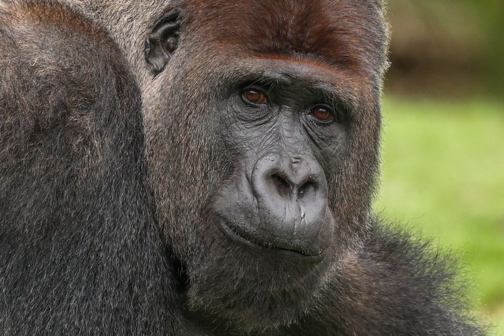 Ruanda gorilla di montagna Bwindi Uganda foresta pluviale gruppo viaggio CGTravel Uganda safari Ruanda gorilla di montagna Bwindi Uganda foresta pluviale gruppo viaggio CGTravel Uganda safari