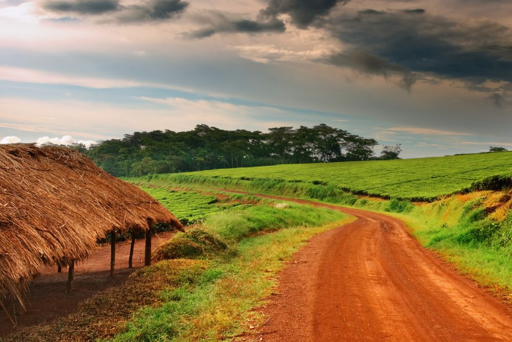 Ruanda gorilla di montagna Bwindi Uganda foresta pluviale gruppo viaggio CGTravel Uganda safari Ruanda gorilla di montagna Bwindi Uganda foresta pluviale gruppo viaggio CGTravel Uganda safari