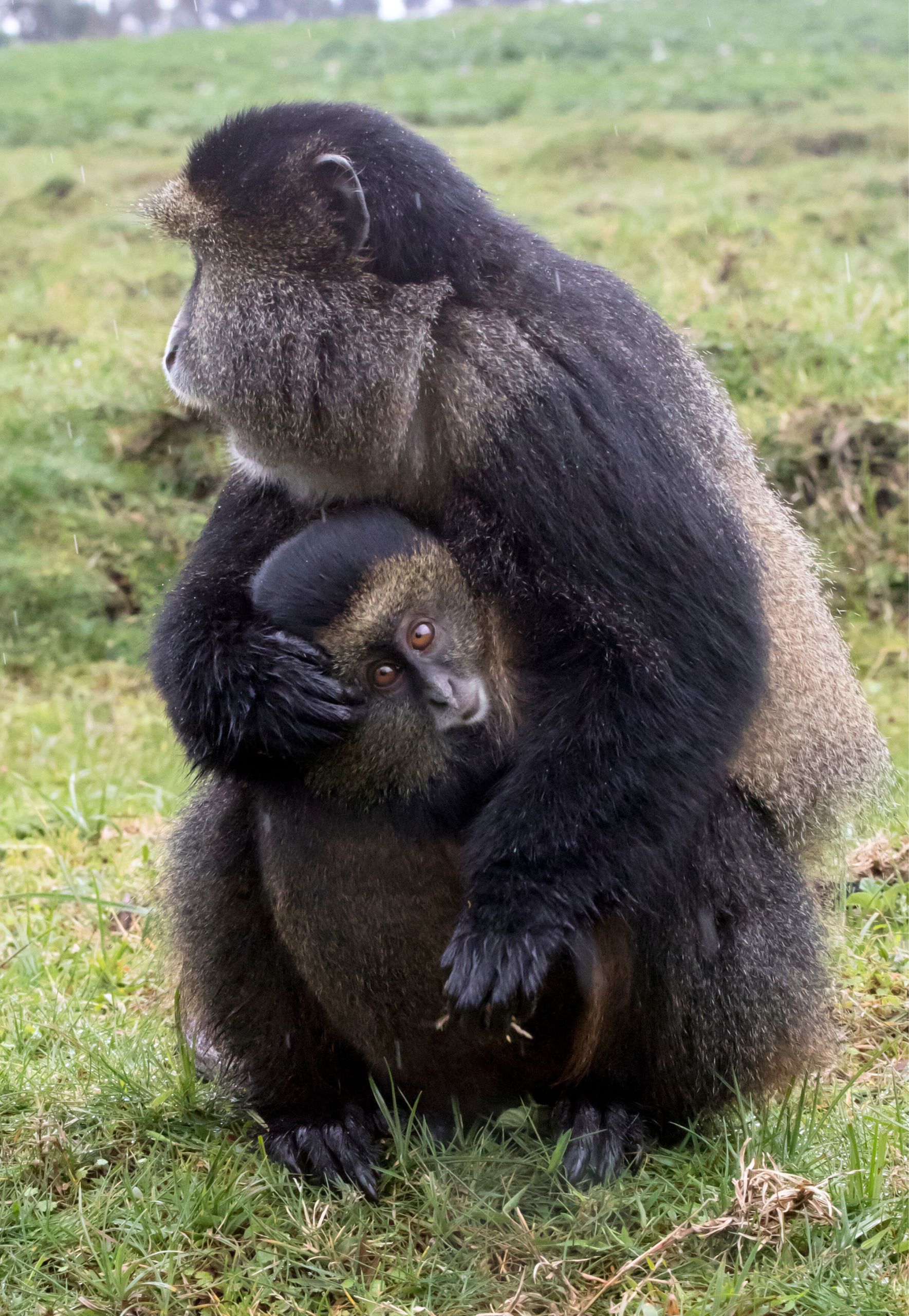 Ruanda gorilla di montagna Bwindi Uganda foresta pluviale gruppo viaggio CGTravel Uganda safari Ruanda gorilla di montagna Bwindi Uganda foresta pluviale gruppo viaggio CGTravel Uganda safari