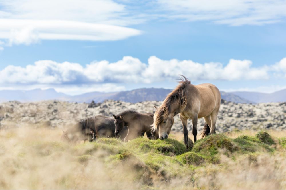 viaggi organizzati di gruppo Islanda migliore agenzia viaggi organizzati di gruppo Islanda migliore agenzia