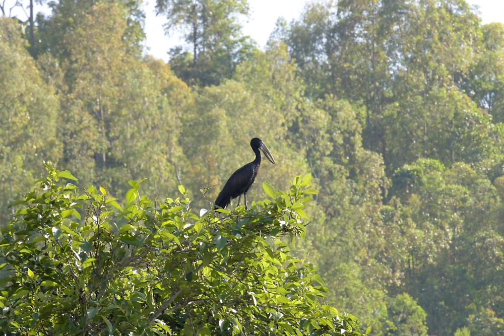 Ruanda gorilla di montagna Bwindi Uganda foresta pluviale gruppo viaggio CGTravel Uganda safari Ruanda gorilla di montagna Bwindi Uganda foresta pluviale gruppo viaggio CGTravel Uganda safari