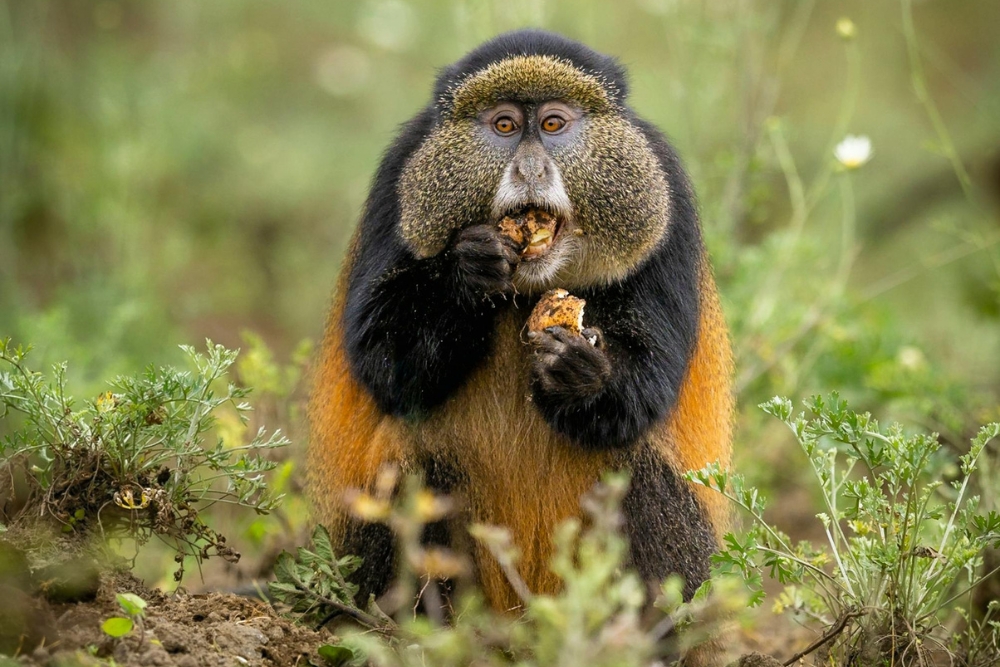 Ruanda gorilla di montagna Bwindi Uganda foresta pluviale gruppo viaggio CGTravel Uganda safari Ruanda gorilla di montagna Bwindi Uganda foresta pluviale gruppo viaggio CGTravel Uganda safari