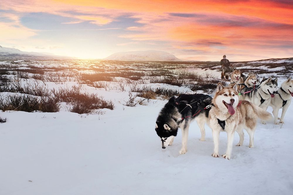 viaggi organizzati di gruppo Islanda migliore agenzia viaggi organizzati di gruppo Islanda migliore agenzia