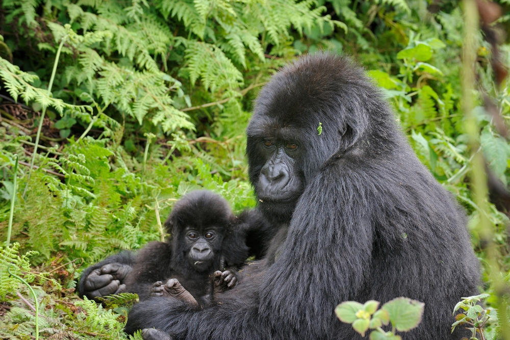 Ruanda gorilla di montagna Bwindi Uganda foresta pluviale gruppo viaggio CGTravel Uganda safari Ruanda gorilla di montagna Bwindi Uganda foresta pluviale gruppo viaggio CGTravel Uganda safari