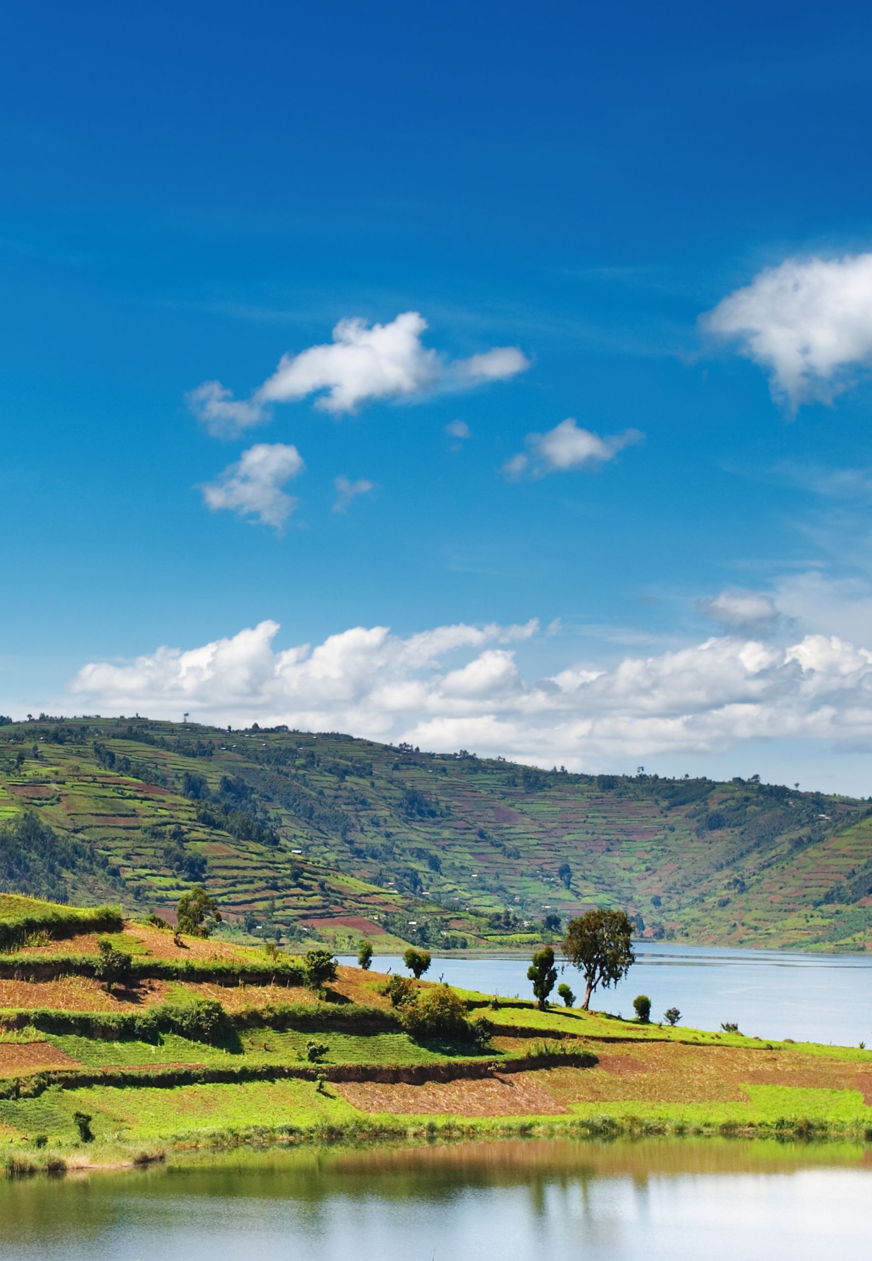 Ruanda gorilla di montagna Bwindi Uganda foresta pluviale gruppo viaggio CGTravel Uganda safari Ruanda gorilla di montagna Bwindi Uganda foresta pluviale gruppo viaggio CGTravel Uganda safari