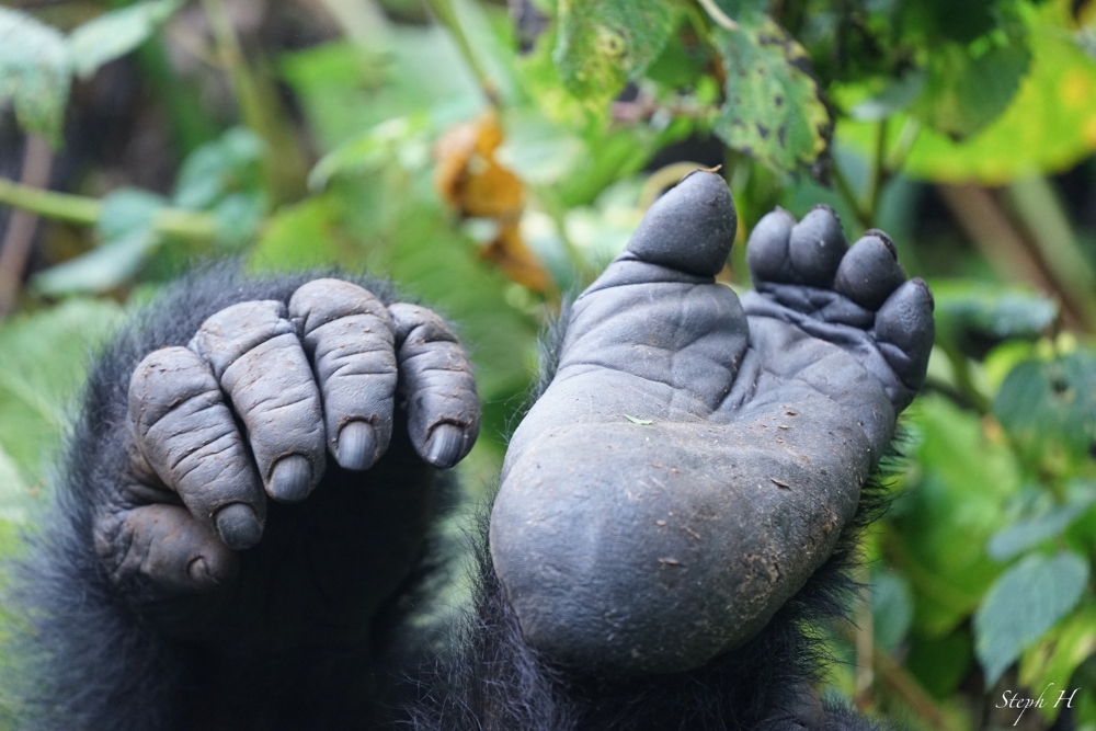 Ruanda gorilla di montagna Bwindi Uganda foresta pluviale gruppo viaggio CGTravel Uganda safari Ruanda gorilla di montagna Bwindi Uganda foresta pluviale gruppo viaggio CGTravel Uganda safari