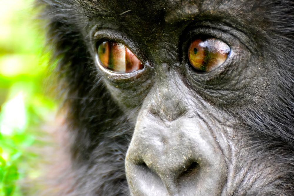 5Ruanda gorilla di montagna Bwindi Uganda foresta pluviale gruppo viaggio CGTravel Uganda safari Ruanda gorilla di montagna Bwindi Uganda foresta pluviale gruppo viaggio CGTravel Uganda safari