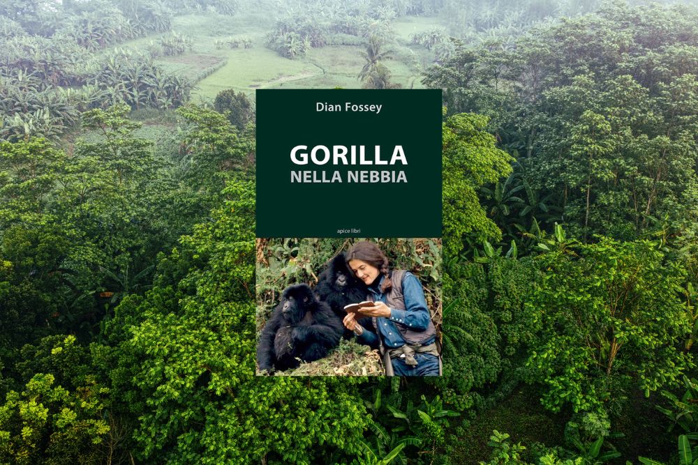 Ruanda gorilla di montagna Bwindi Uganda foresta pluviale gruppo viaggio CGTravel Uganda safari Ruanda gorilla di montagna Bwindi Uganda foresta pluviale gruppo viaggio CGTravel Uganda safari