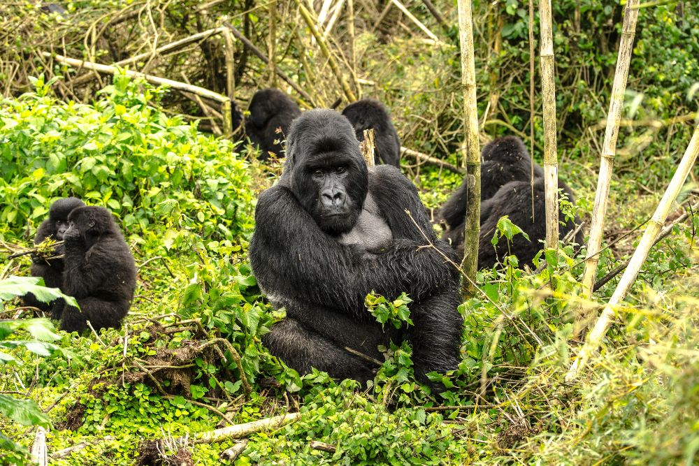 Ruanda gorilla di montagna Bwindi Uganda foresta pluviale gruppo viaggio CGTravel Uganda safari Ruanda gorilla di montagna Bwindi Uganda foresta pluviale gruppo viaggio CGTravel Uganda safari