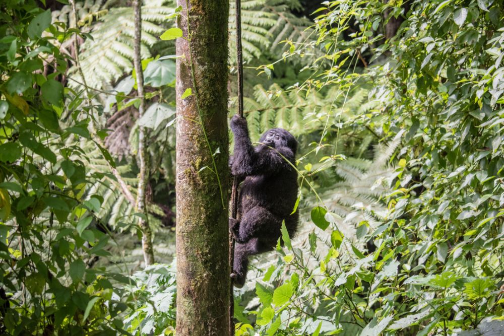 Ruanda gorilla di montagna Bwindi Uganda foresta pluviale gruppo viaggio CGTravel Uganda safari Ruanda gorilla di montagna Bwindi Uganda foresta pluviale gruppo viaggio CGTravel Uganda safari