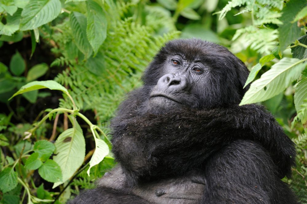 Ruanda gorilla di montagna Bwindi Uganda foresta pluviale gruppo viaggio CGTravel Uganda safari Ruanda gorilla di montagna Bwindi Uganda foresta pluviale gruppo viaggio CGTravel Uganda safari