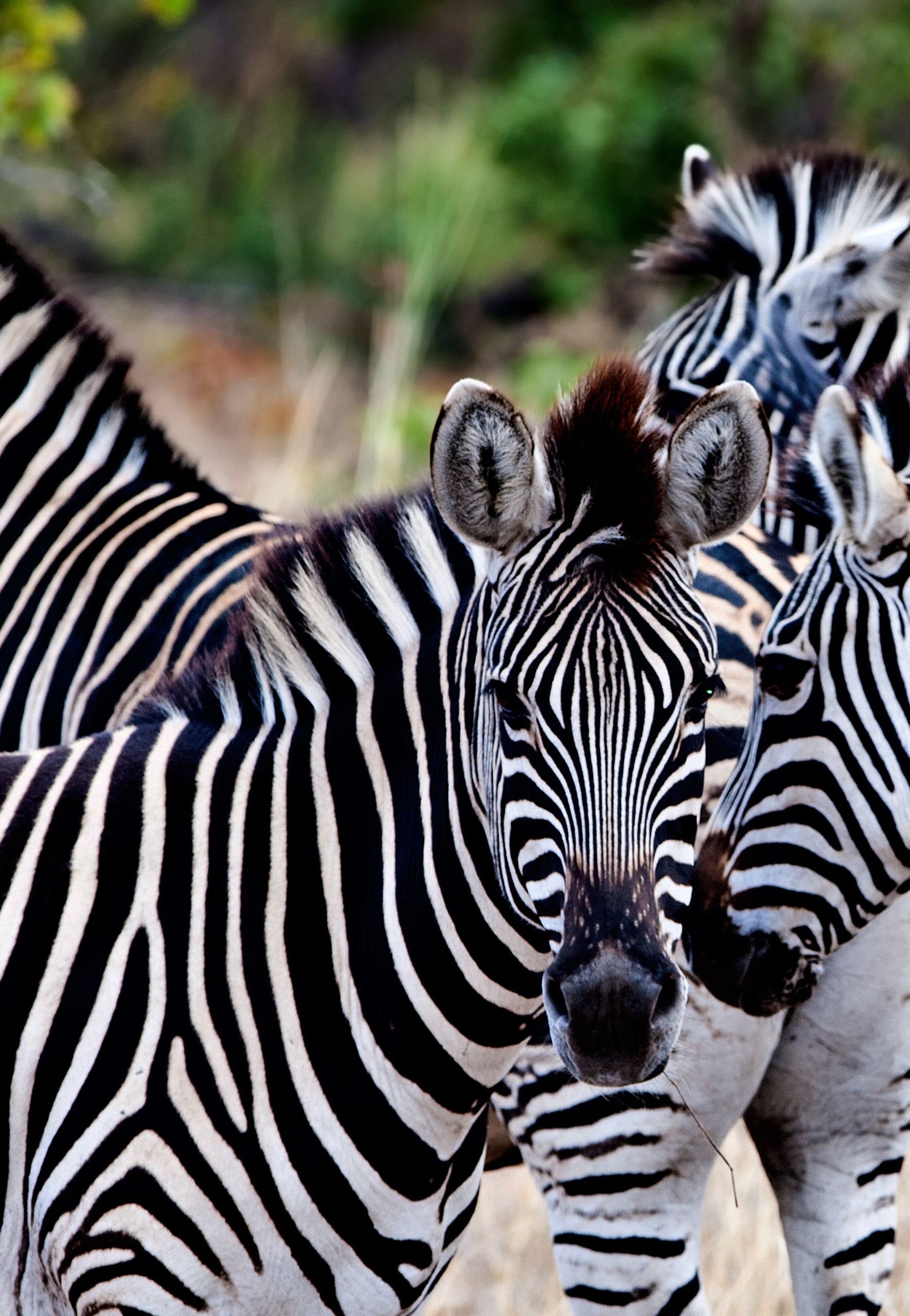 viaggi organizzati di gruppo sudafrica cascate vittoria migliore agenzia forte dei marmi Arezzo siena firenze viaggi organizzati di gruppo sudafrica cascate vittoria migliore agenzia forte dei marmi Arezzo siena firenze