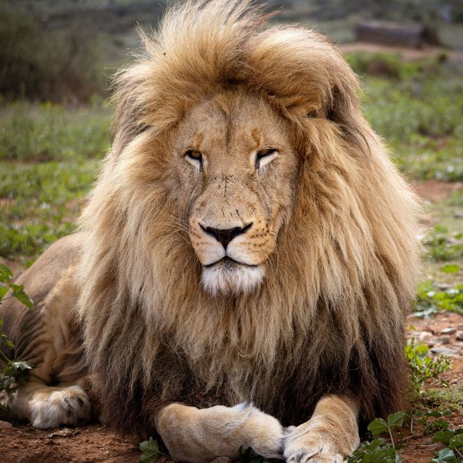 viaggi organizzati di gruppo sudafrica cascate vittoria migliore agenzia forte dei marmi Arezzo siena firenze viaggi organizzati di gruppo sudafrica cascate vittoria migliore agenzia forte dei marmi Arezzo siena firenze