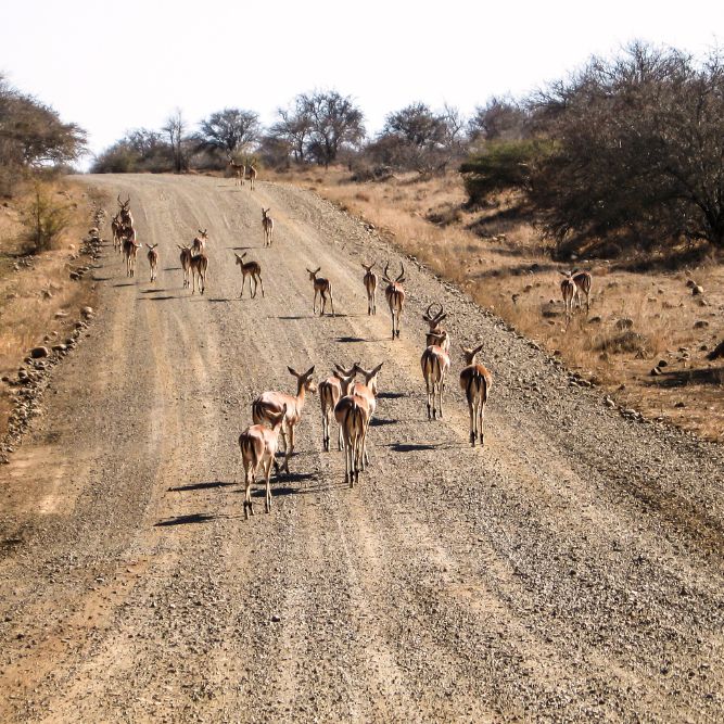viaggi organizzati di gruppo sudafrica cascate vittoria migliore agenzia forte dei marmi Arezzo siena firenze viaggi organizzati di gruppo sudafrica cascate vittoria migliore agenzia forte dei marmi Arezzo siena firenze